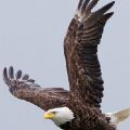 Eagle Diving (Matted 18X24 Print 12X18)  JAH-13-405